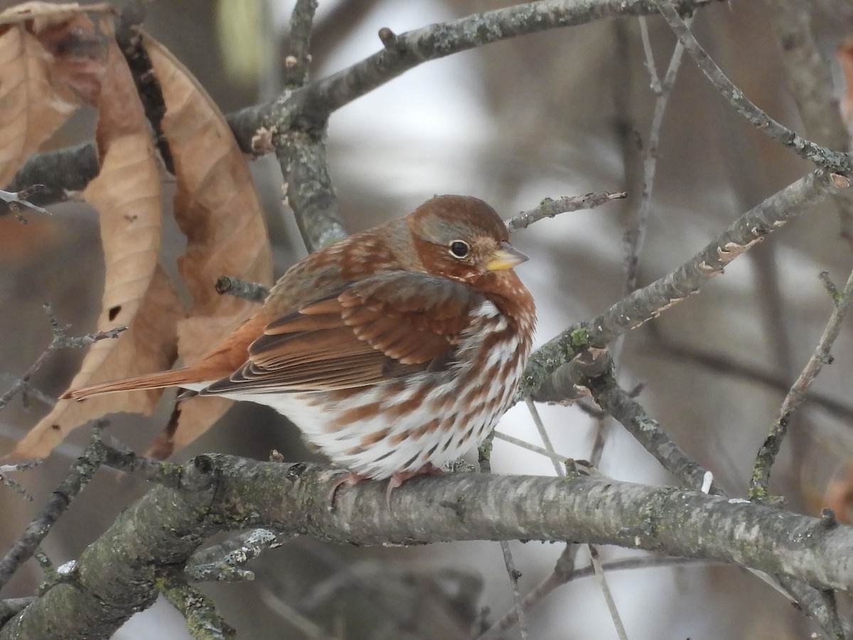 Fox Sparrow (Red) - ML646404836