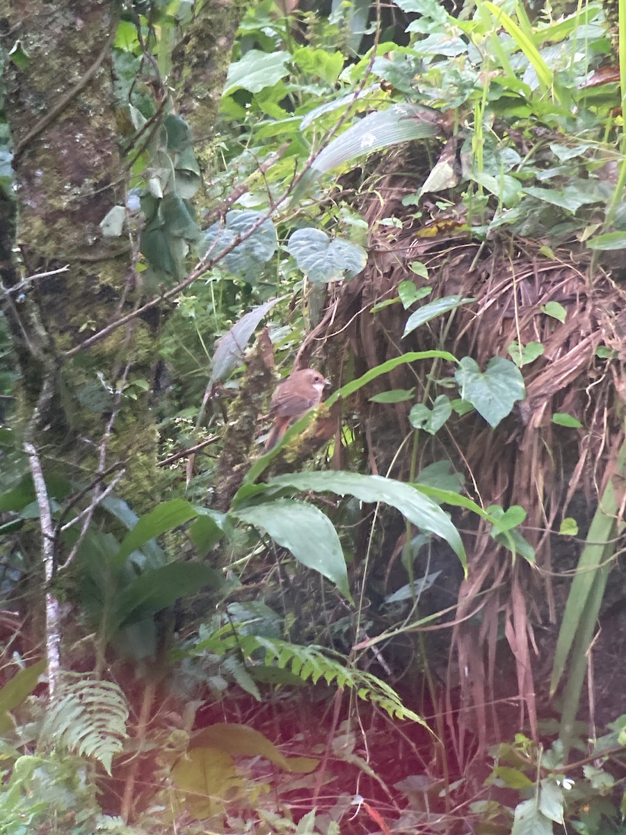 Gray Bushchat - ML646404839