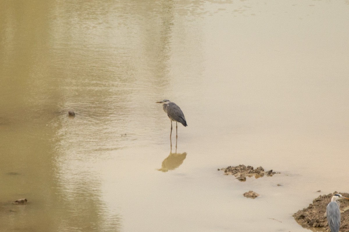Gray Heron - ML646404840