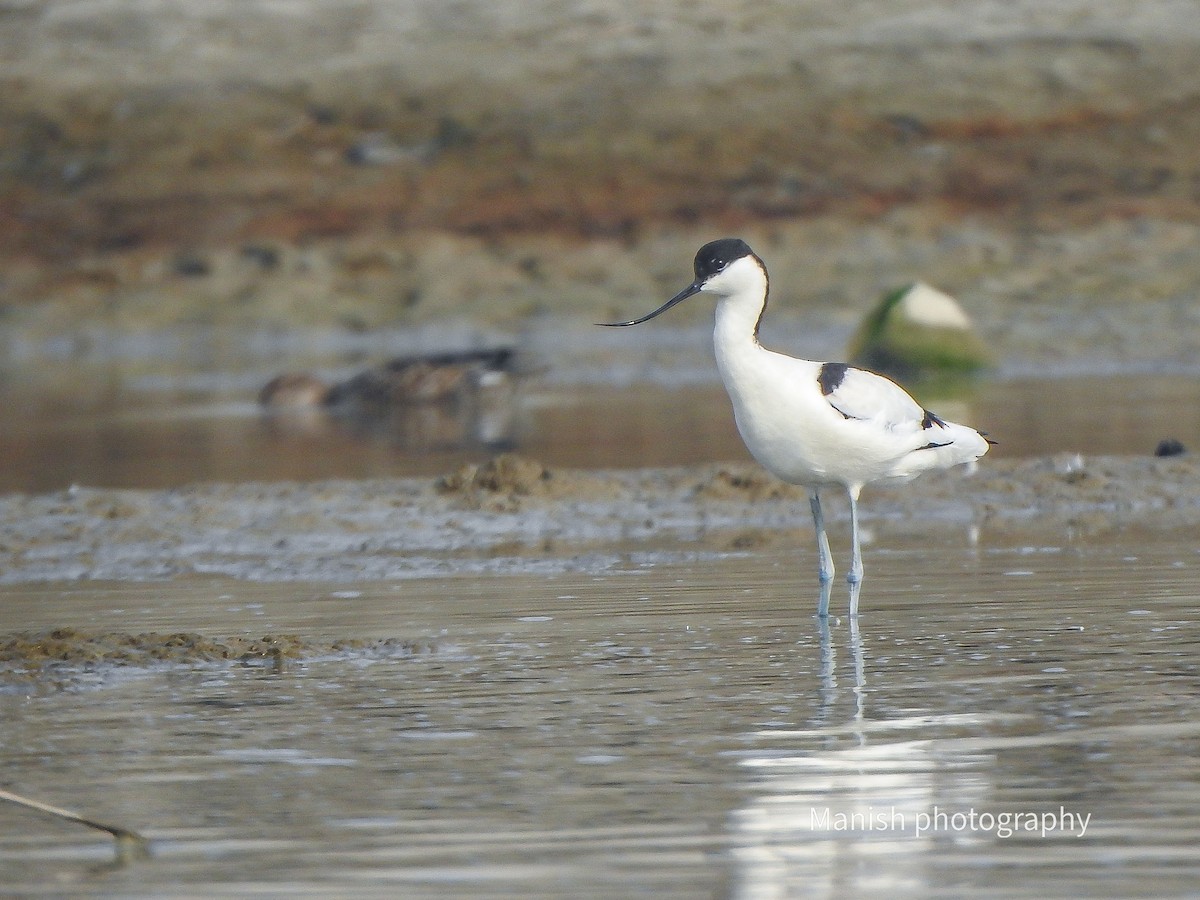 Pied Avocet - ML646404843
