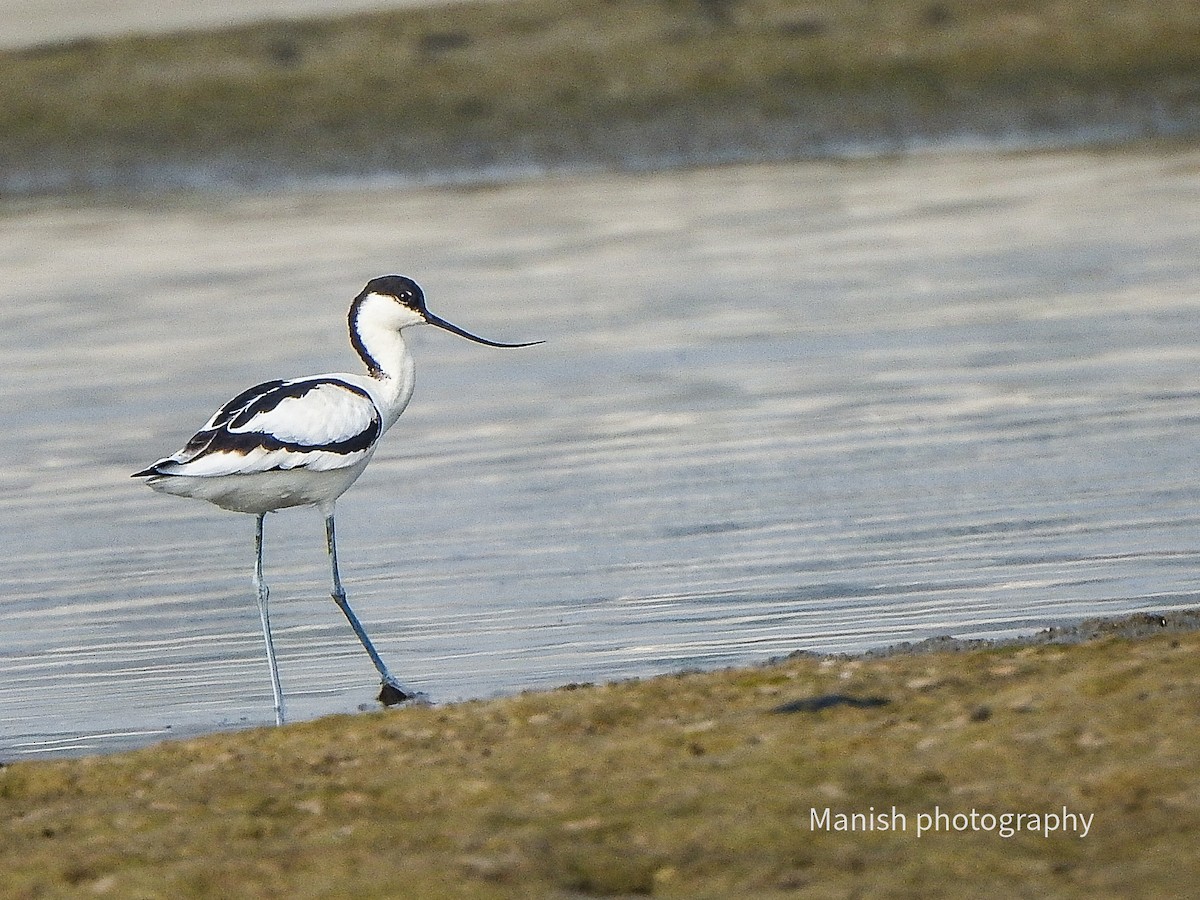 Pied Avocet - ML646404844