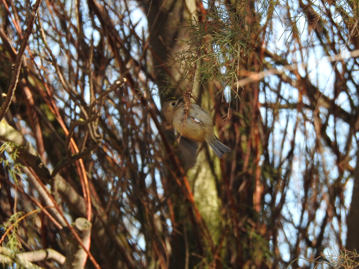 Goldcrest - ML646404846