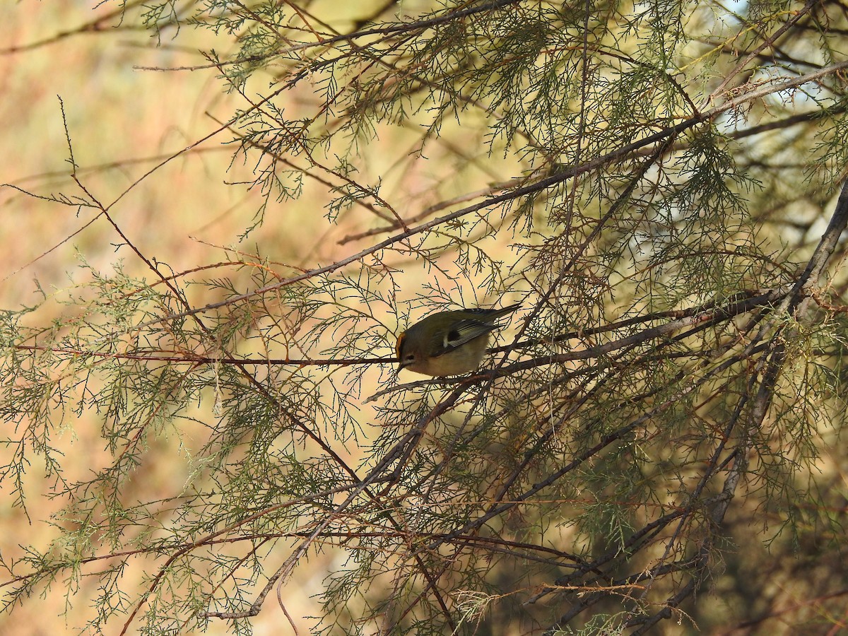 Goldcrest - ML646404847