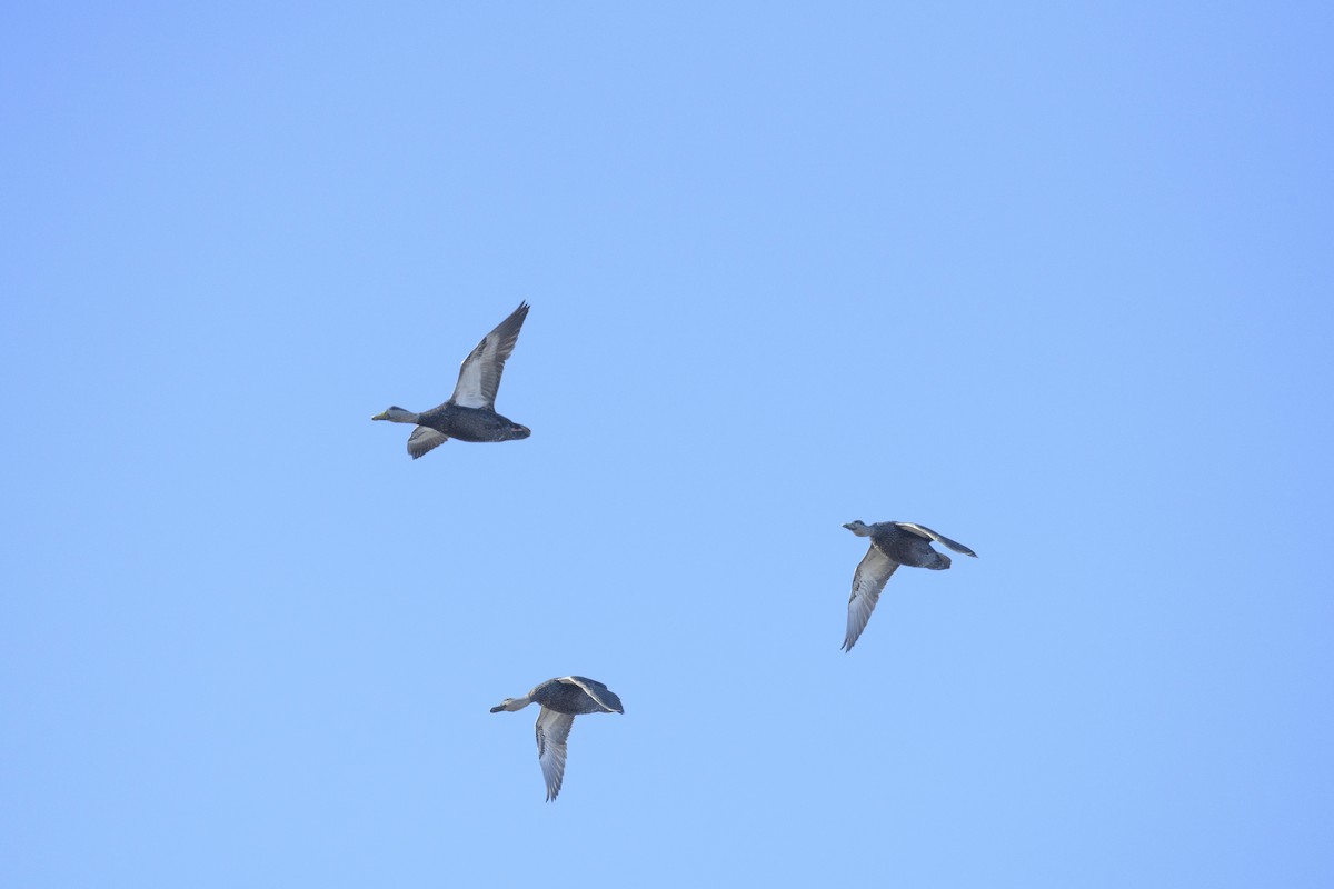 American Black Duck - ML646404848