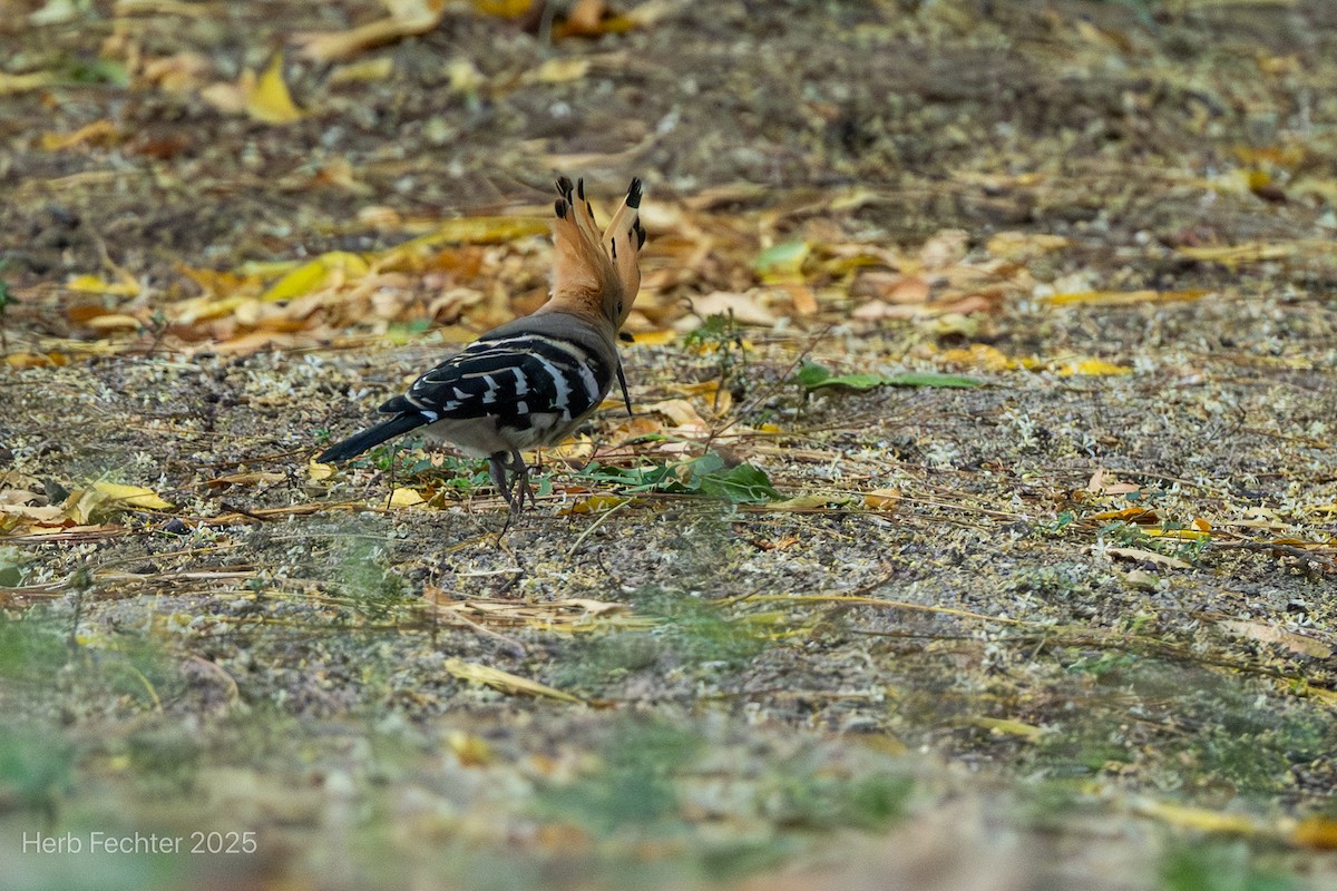 Madagascar Hoopoe - ML646404849