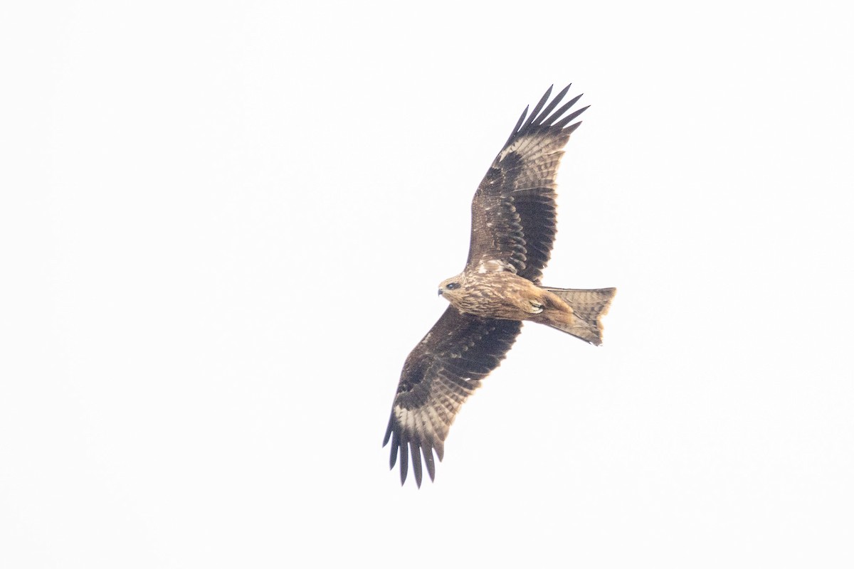 Black Kite - ML646404850