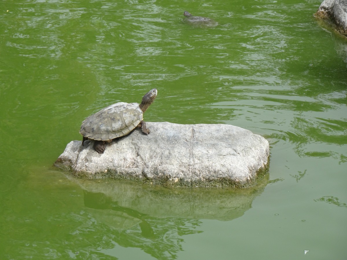 Animals - ML646404852