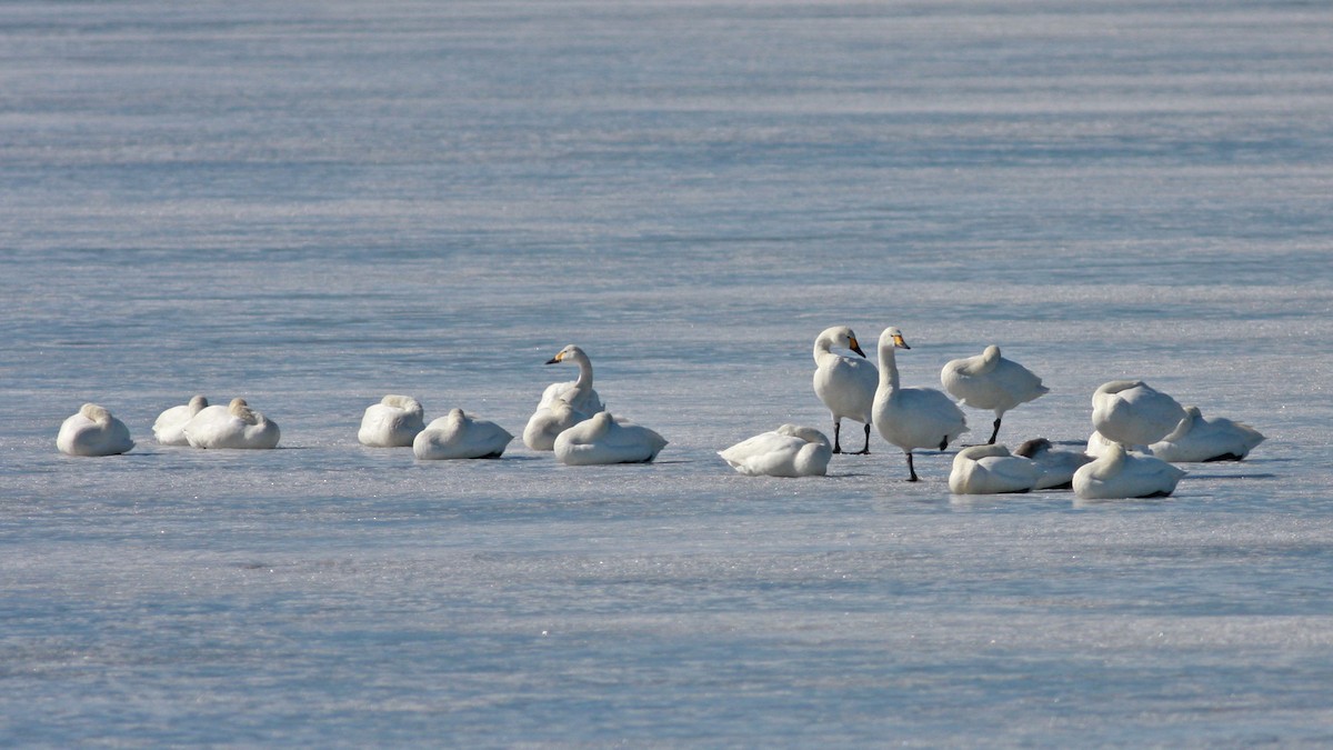 Tundra Swan (Bewick's) - ML646404853