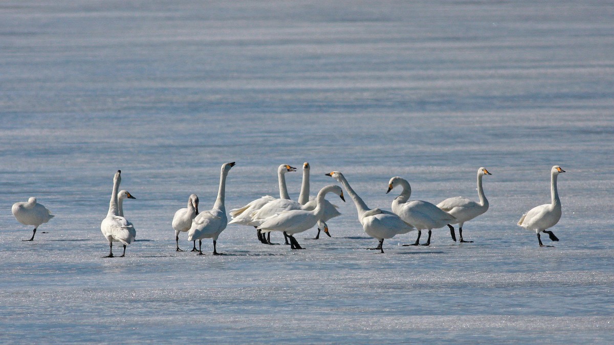 Tundra Swan (Bewick's) - ML646404854