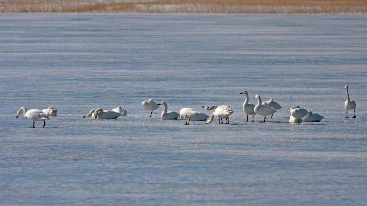 Tundra Swan (Bewick's) - ML646404855