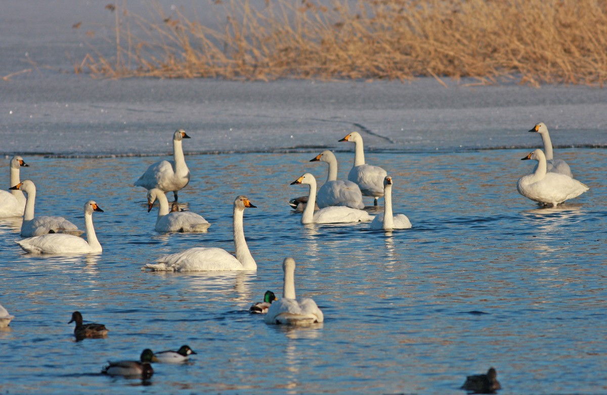 Tundra Swan (Bewick's) - ML646404856