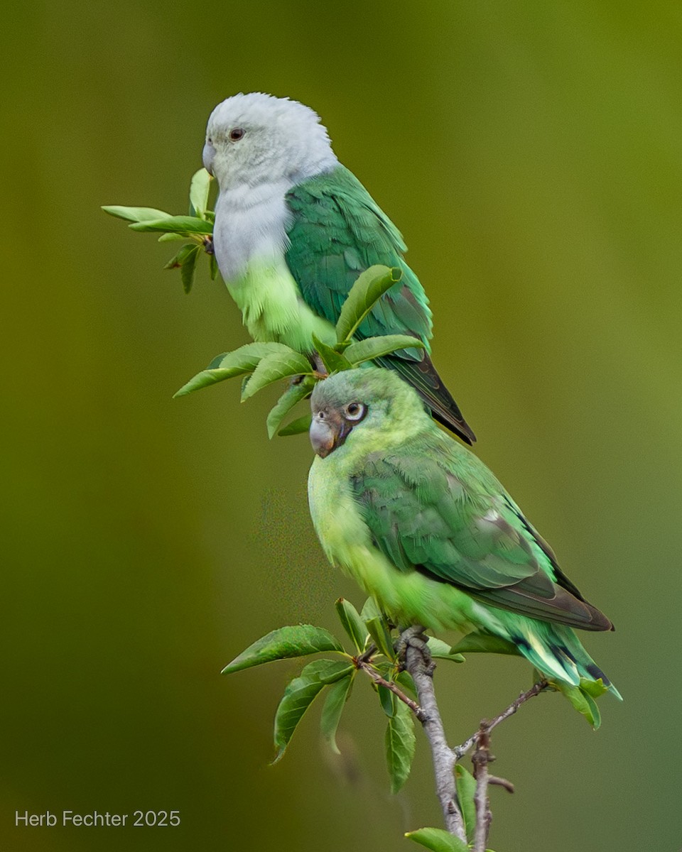 Gray-headed Lovebird - ML646404857