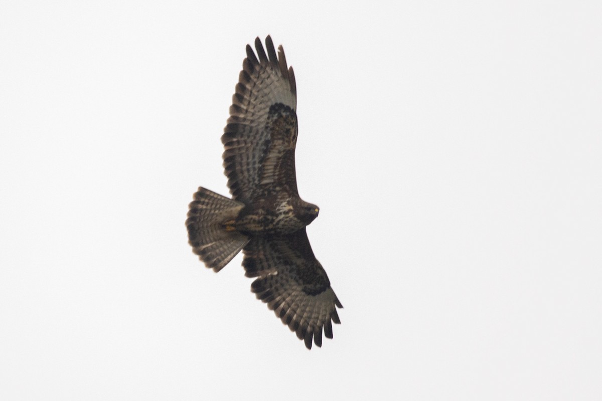 Common Buzzard - ML646404858