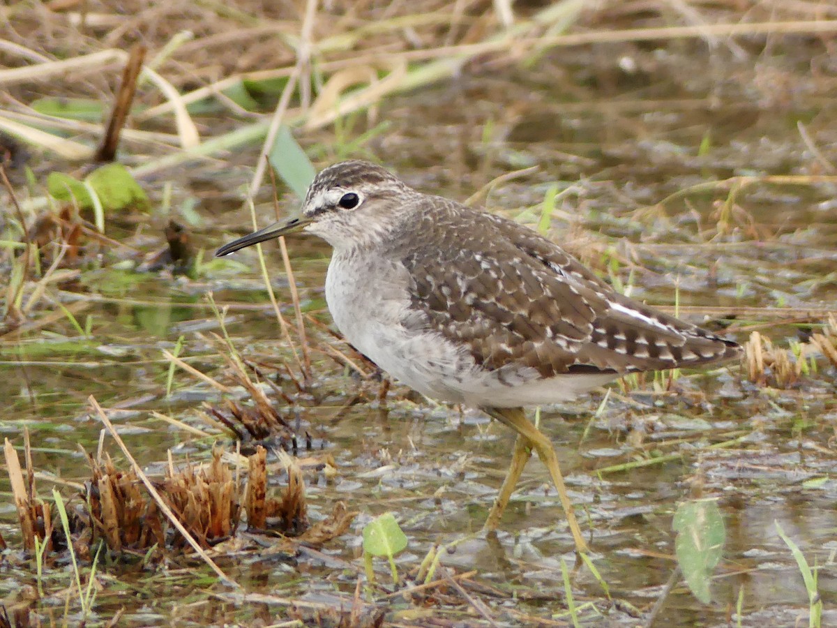 Wood Sandpiper - ML646404859