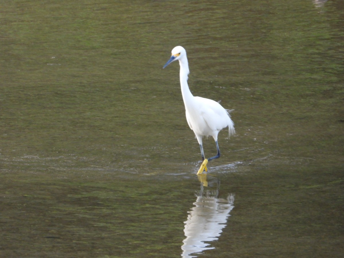 Snowy Egret - ML646404862