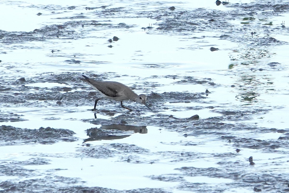 Terek Sandpiper - ML646404865