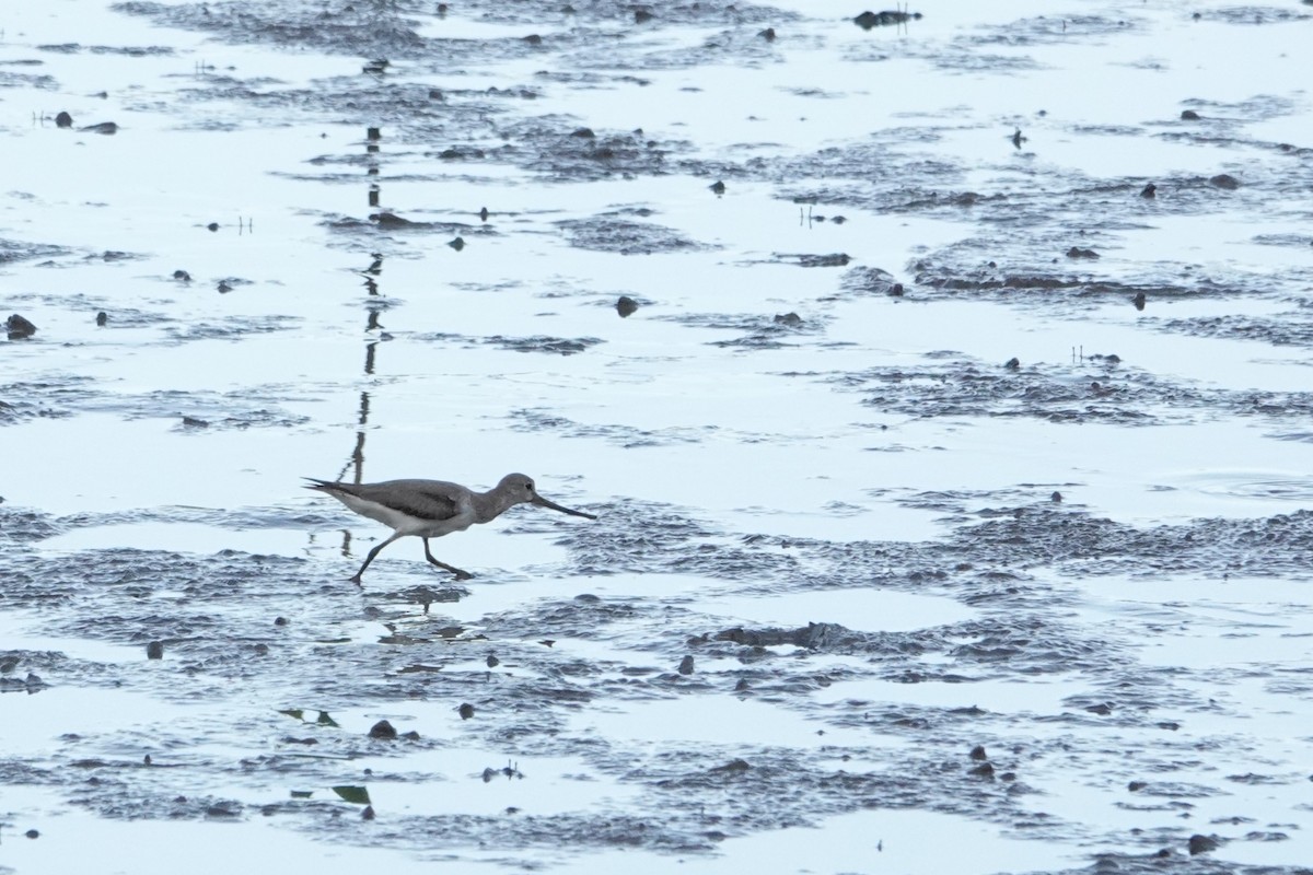 Terek Sandpiper - ML646404866