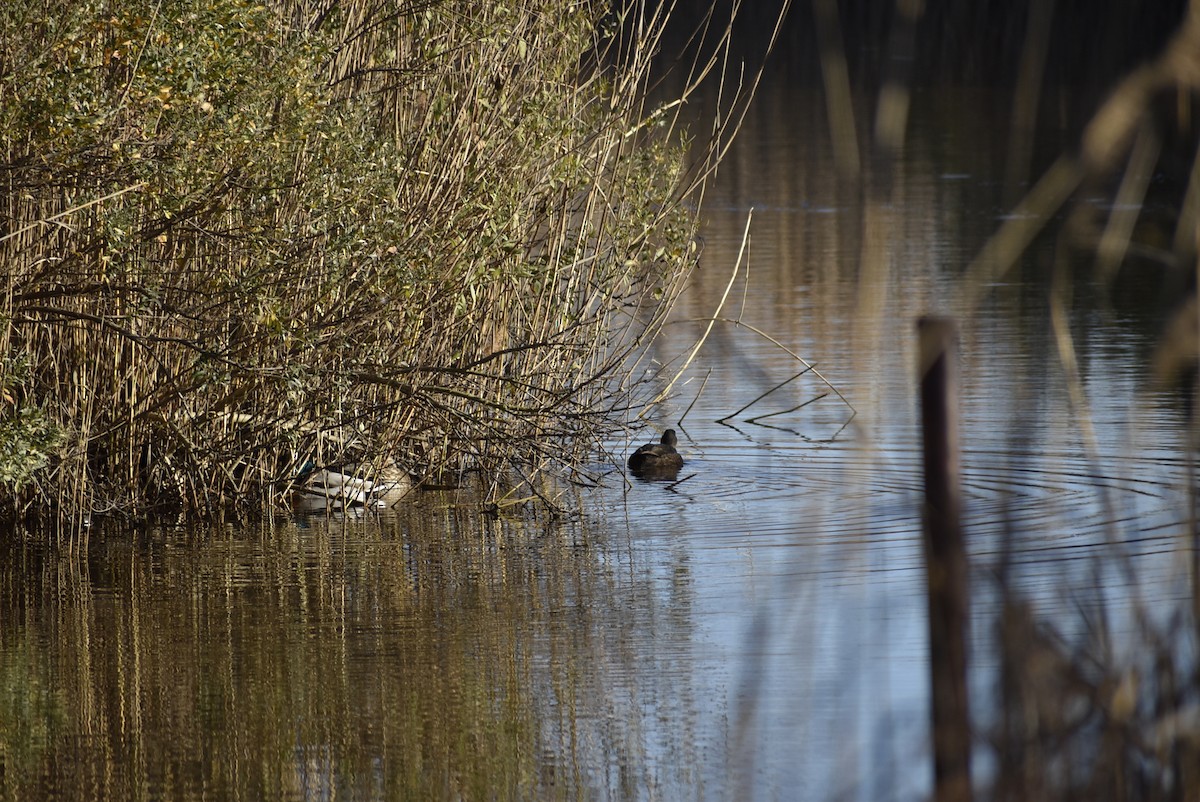American Black Duck - ML646404867