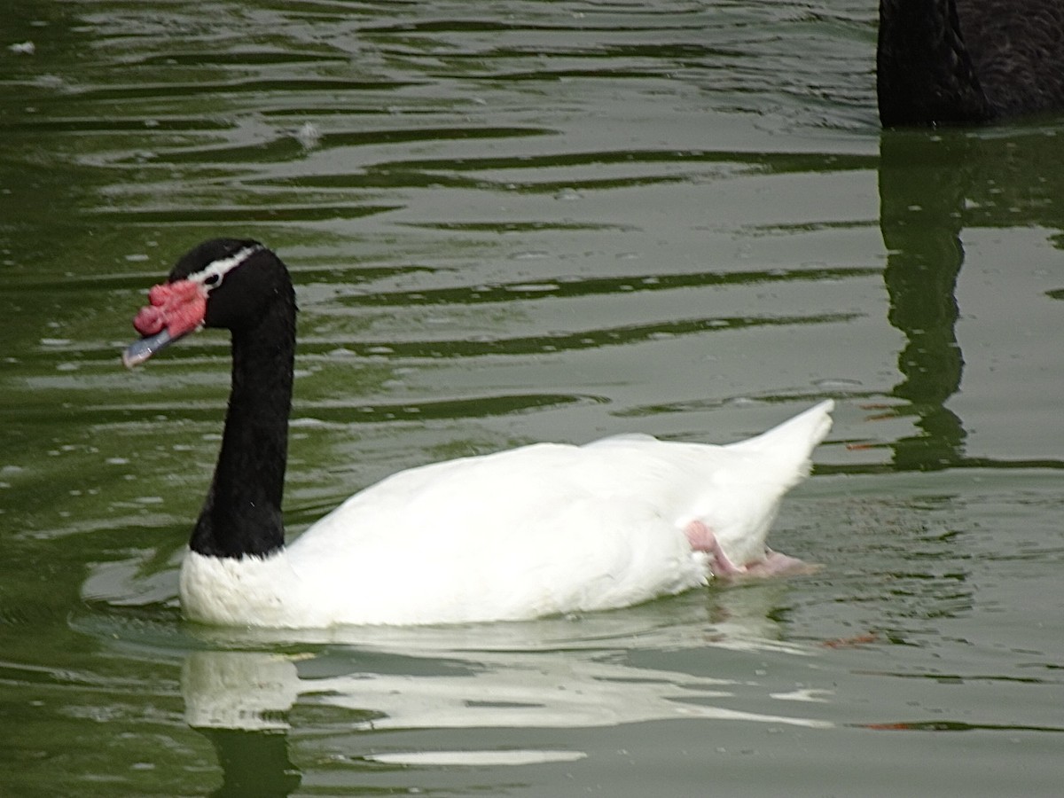 Black-necked Swan - ML646404868