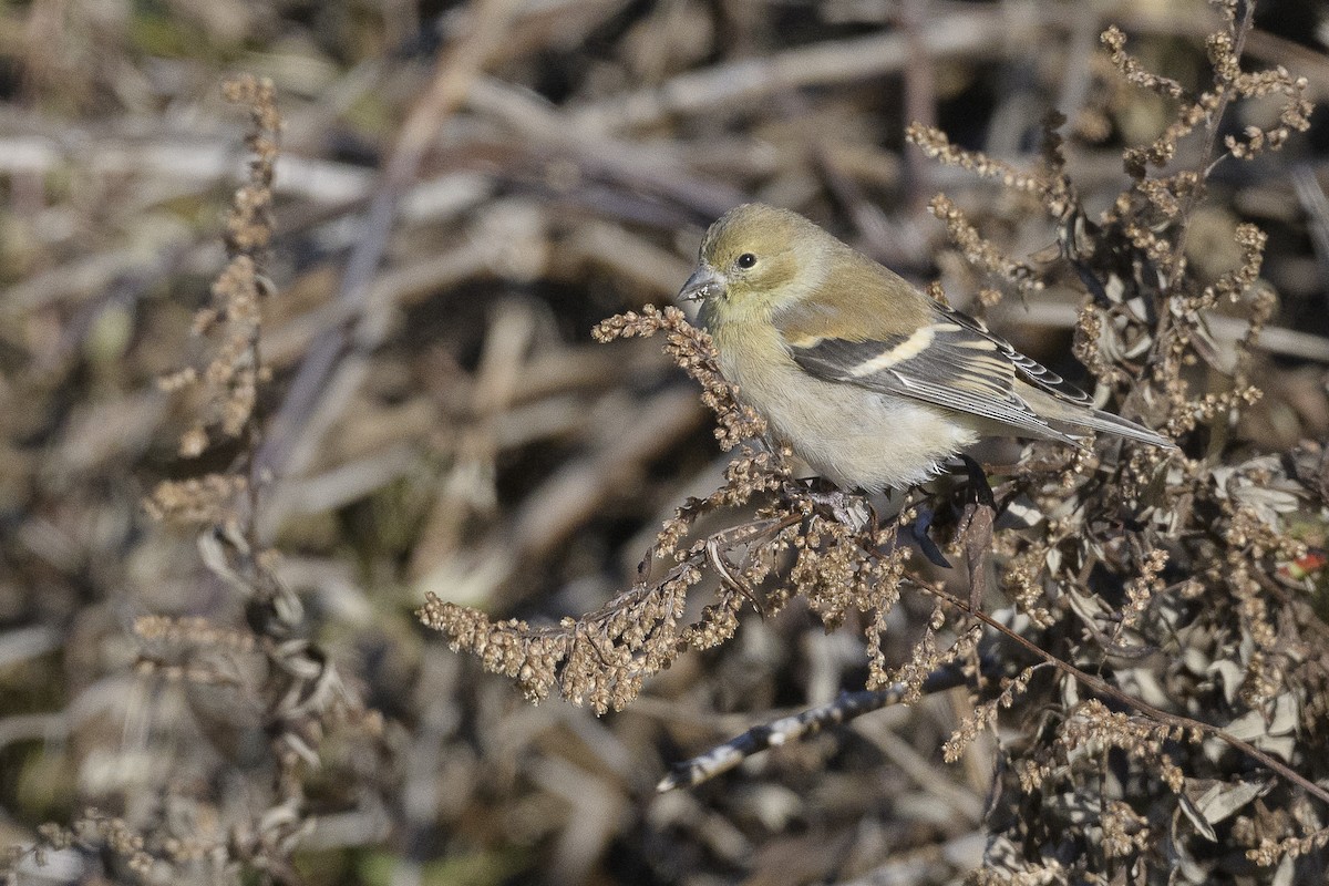 American Goldfinch - ML646404869