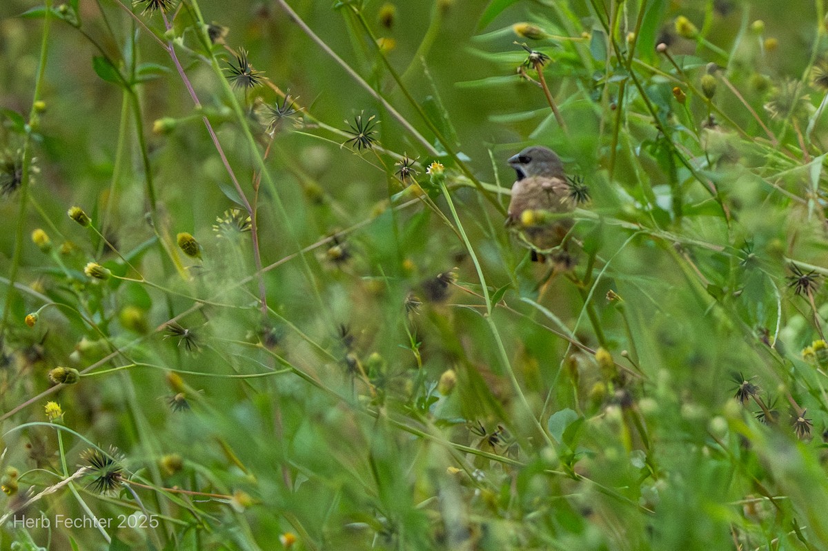 Madagascar Munia - ML646404873