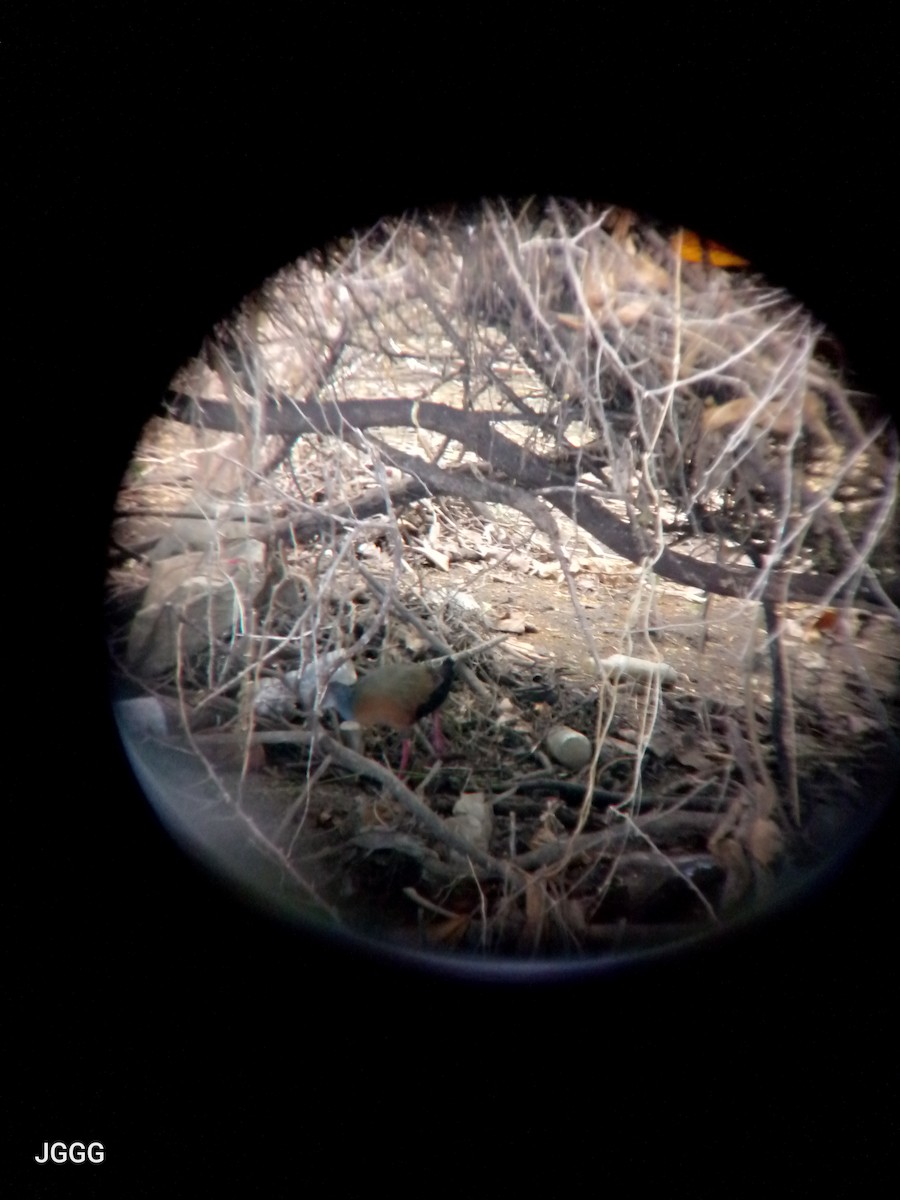 Gray-cowled Wood-Rail - ML646404875