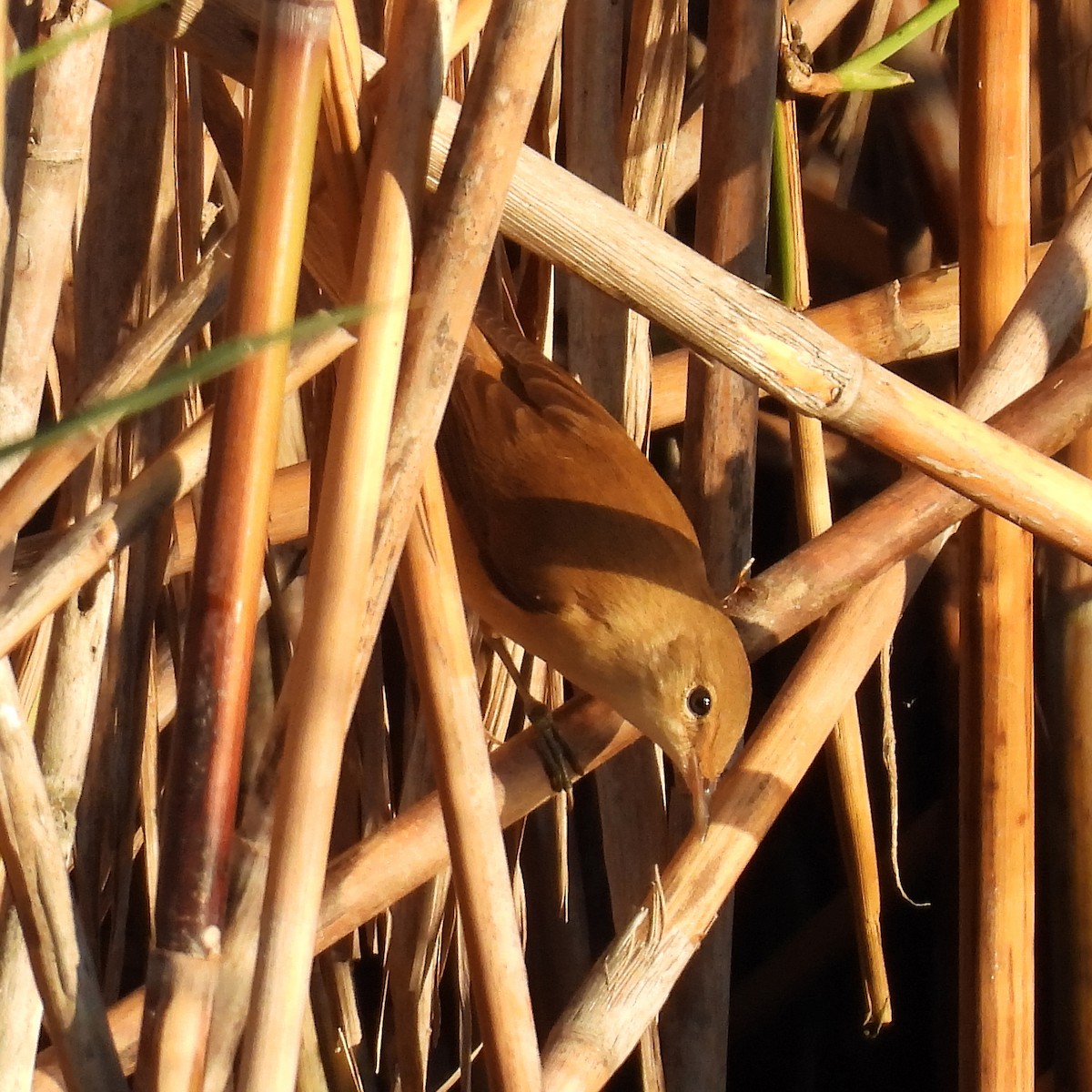 ヨーロッパヨシキリ - ML646404876