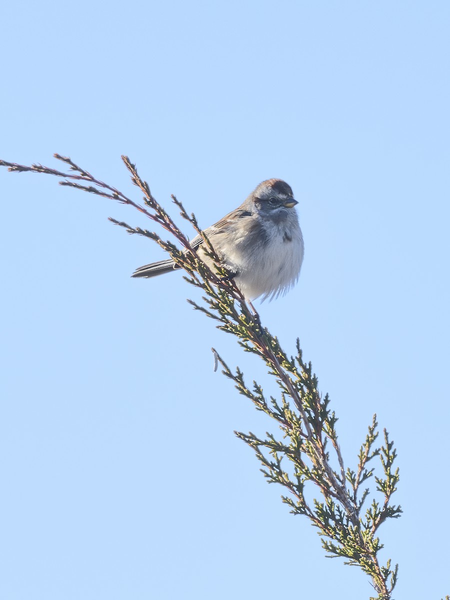 American Tree Sparrow - ML646404877