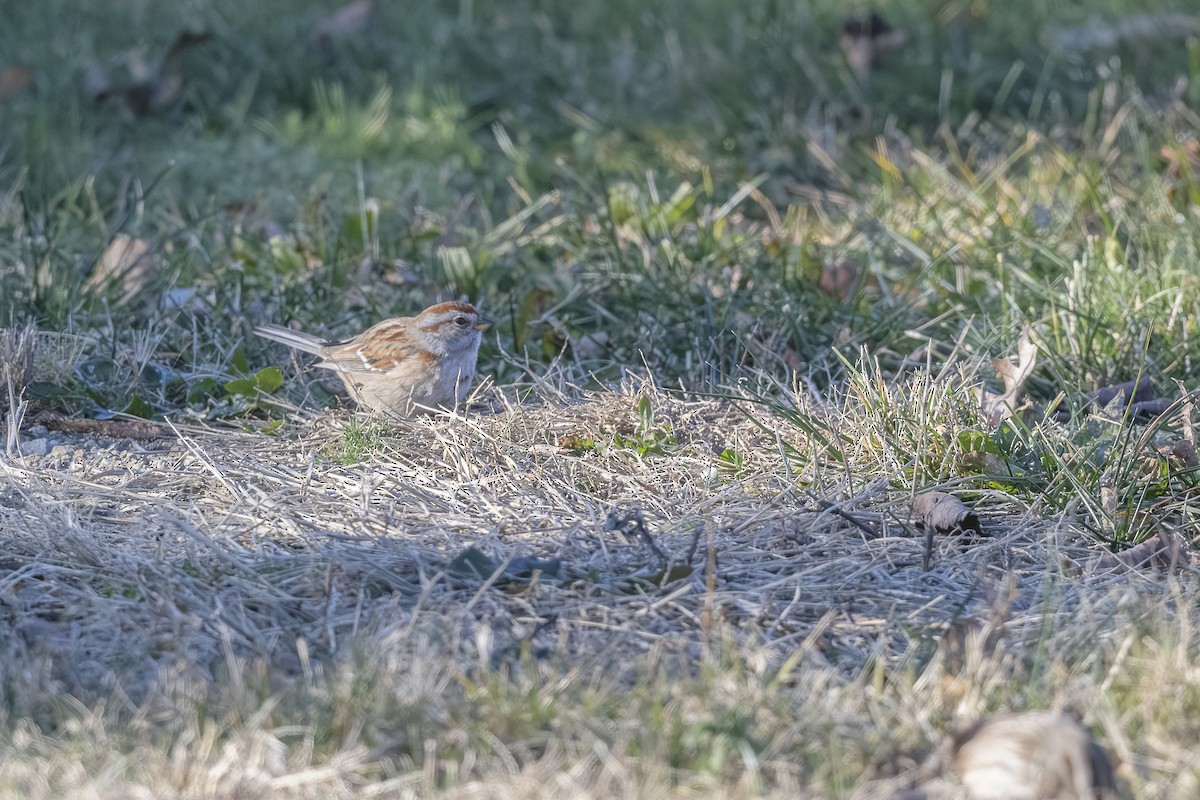 American Tree Sparrow - ML646404878
