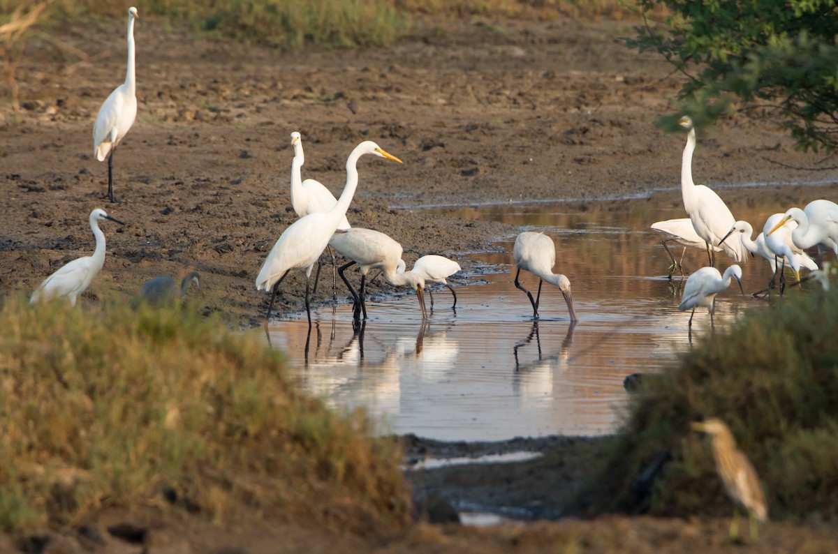 Eurasian Spoonbill - ML646404880