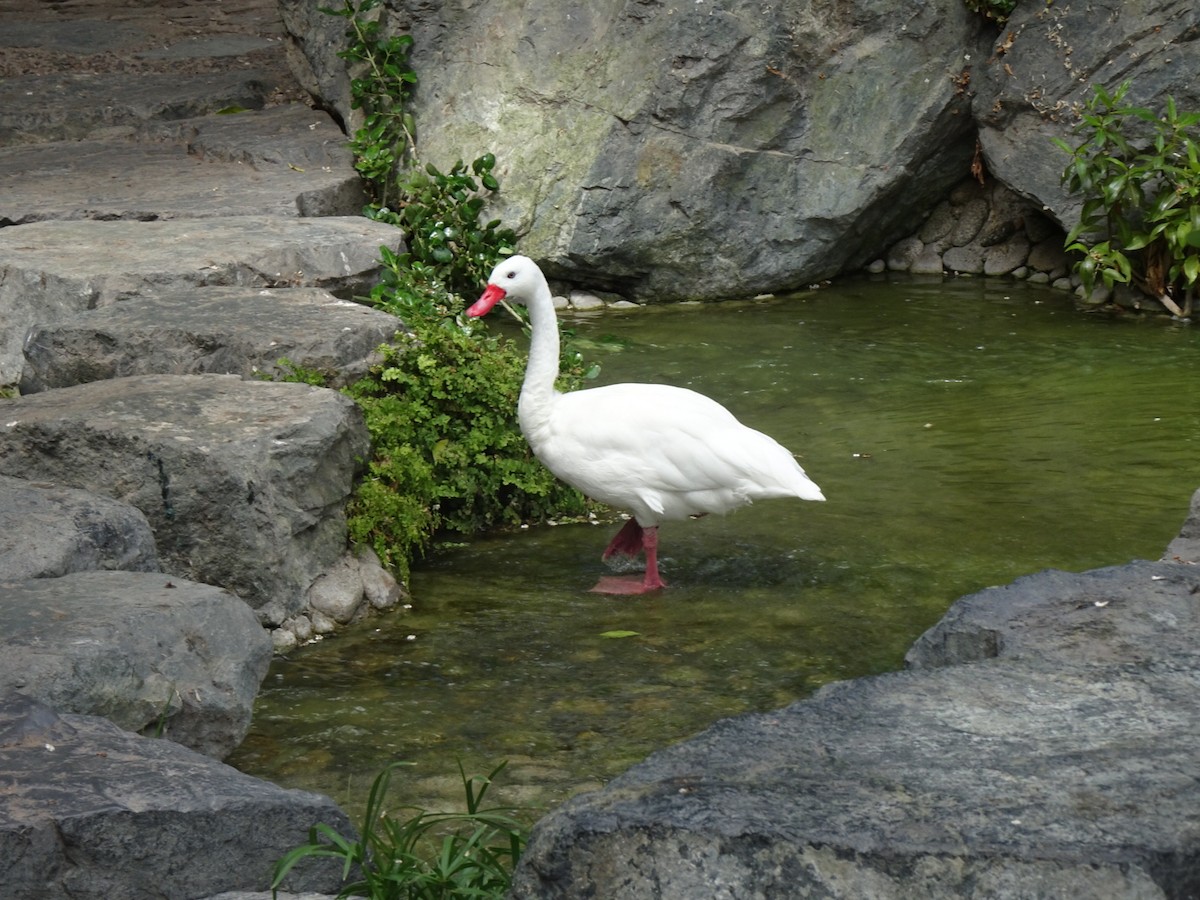 Coscoroba Swan - ML646404883