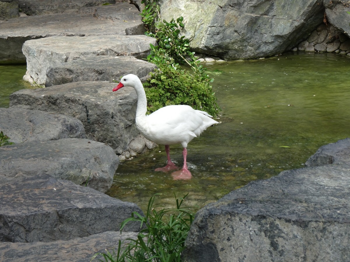 Coscoroba Swan - ML646404884