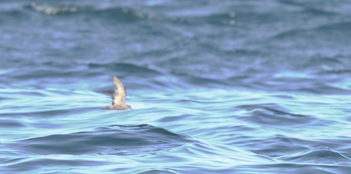 Swinhoe's Storm-Petrel - ML646404886