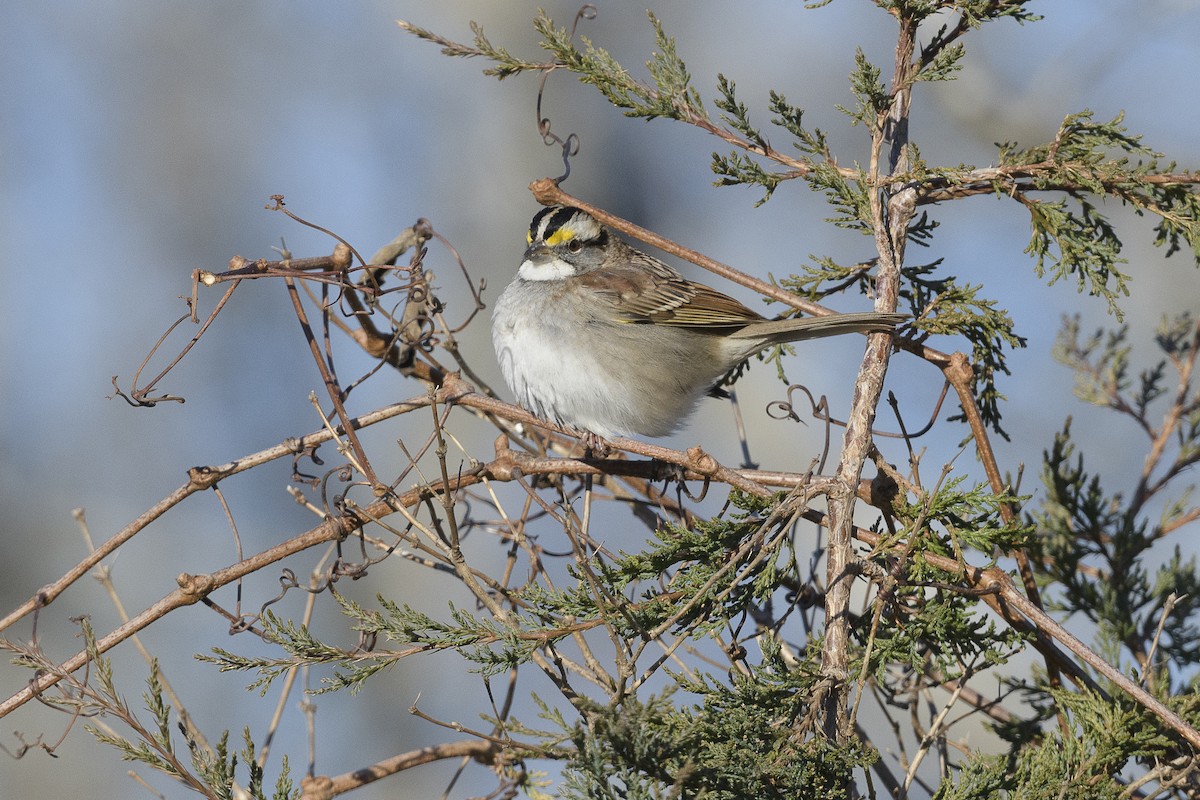 White-throated Sparrow - ML646404888