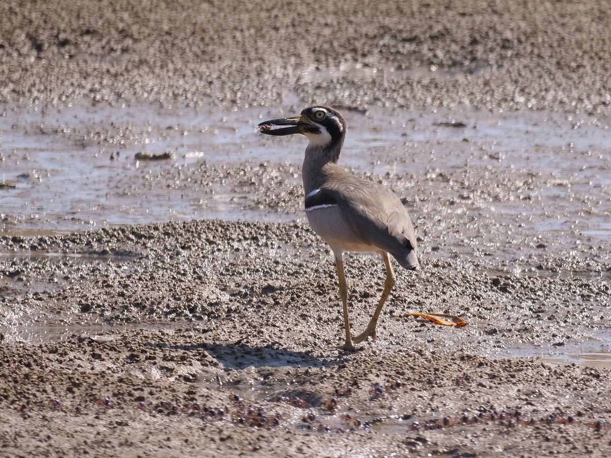 Beach Thick-knee - ML646404892