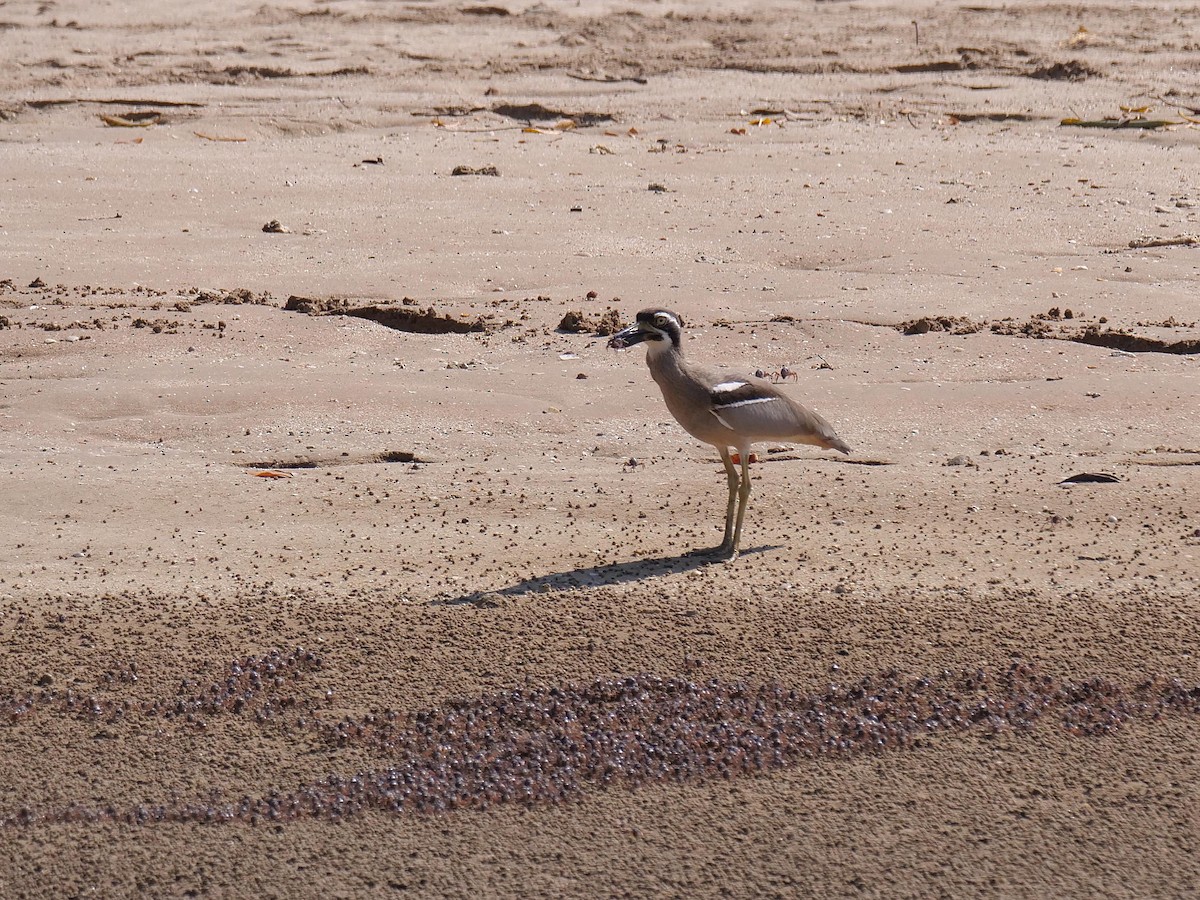 Beach Thick-knee - ML646404893