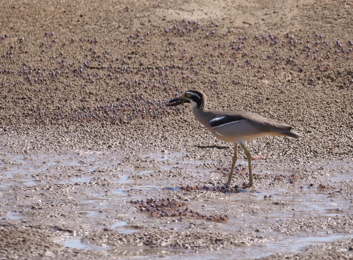 Beach Thick-knee - ML646404894