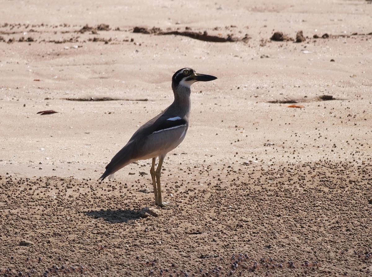 Beach Thick-knee - ML646404895