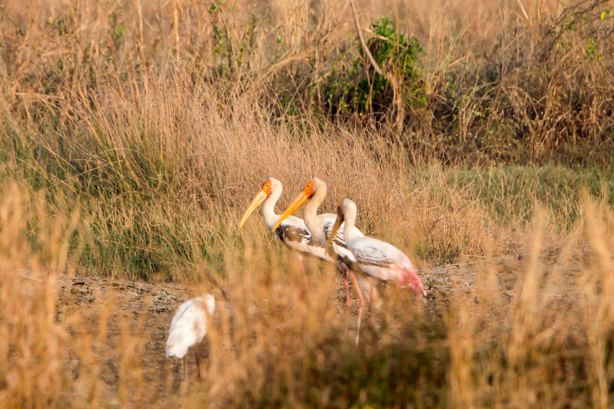 Painted Stork - ML646404899