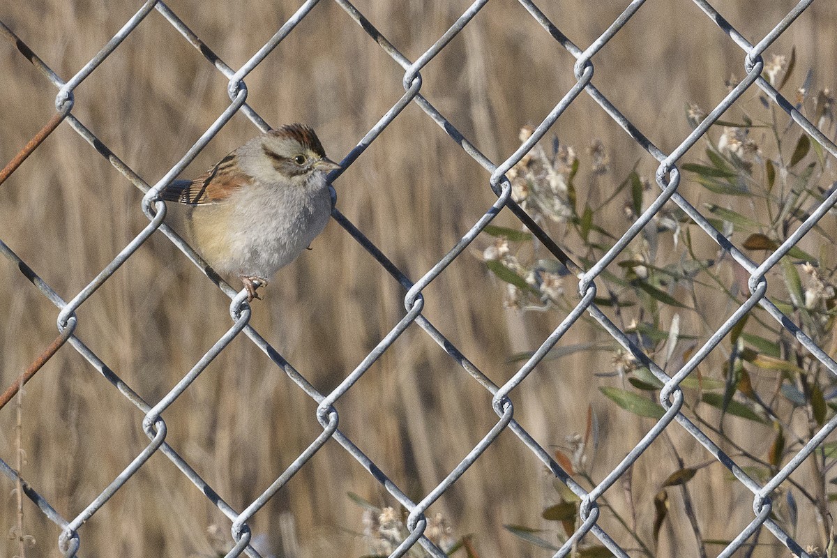Swamp Sparrow - ML646404901