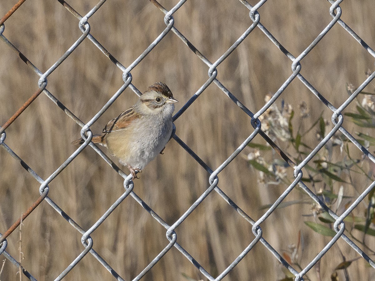 Swamp Sparrow - ML646404902