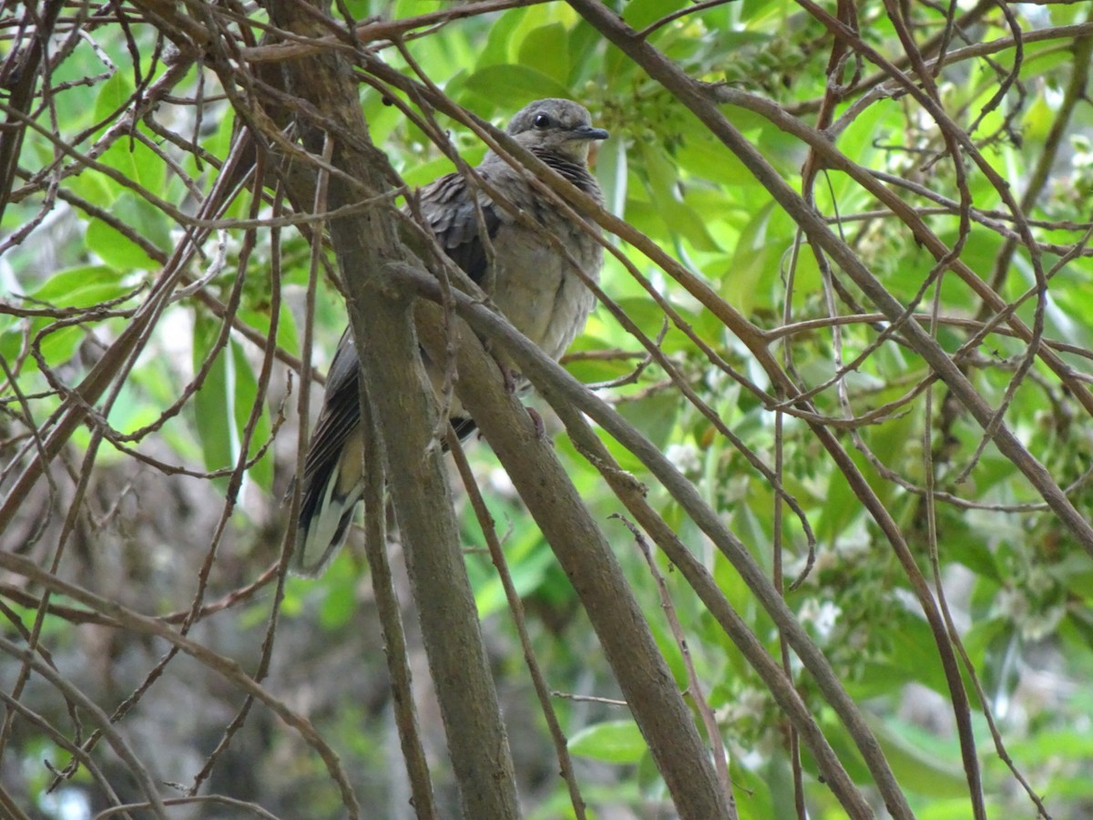 Eared Dove - ML646404905