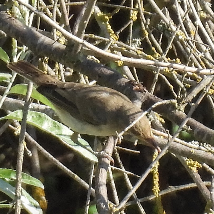 Eastern Olivaceous Warbler - ML646404906