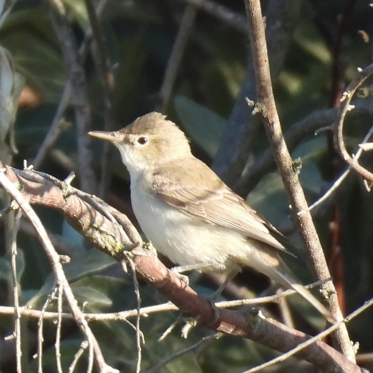 Eastern Olivaceous Warbler - ML646404907
