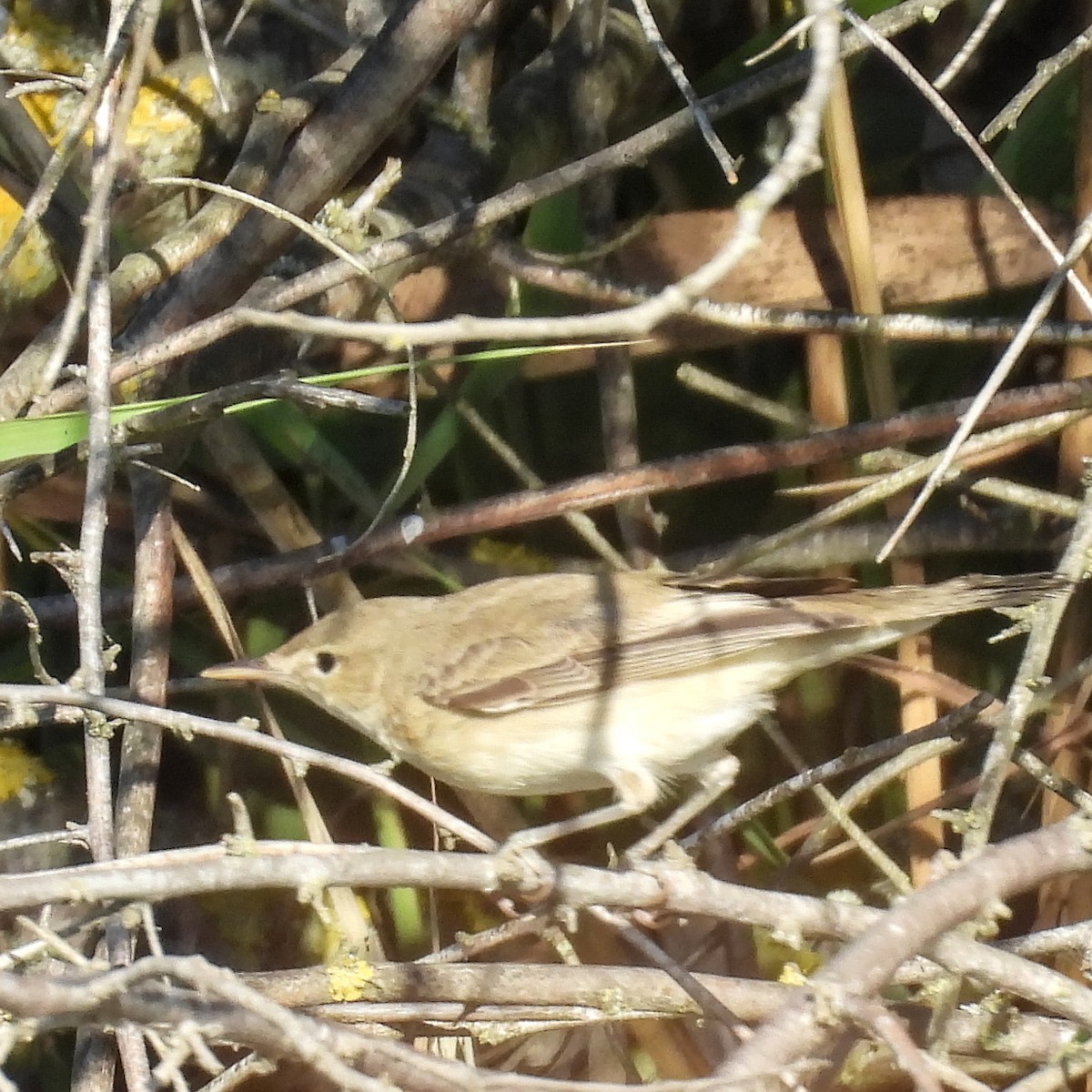 Eastern Olivaceous Warbler - ML646404908