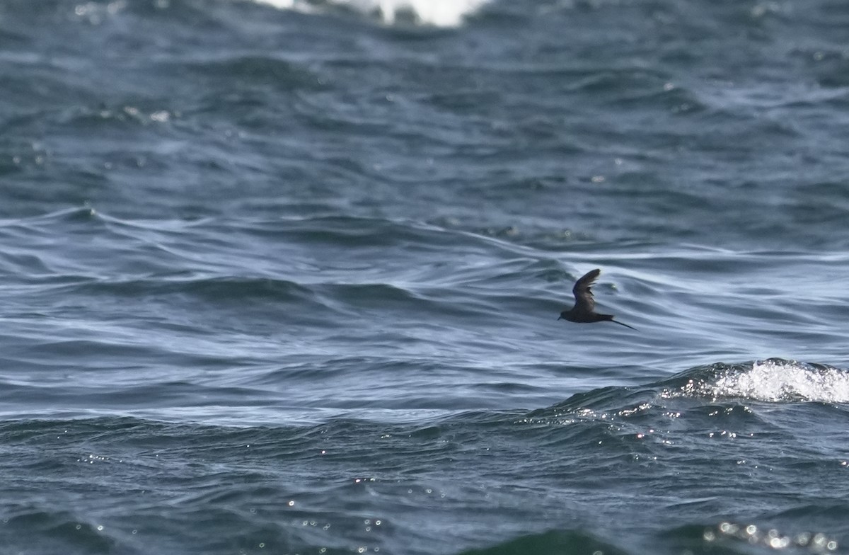 Swinhoe's Storm-Petrel - ML646404909