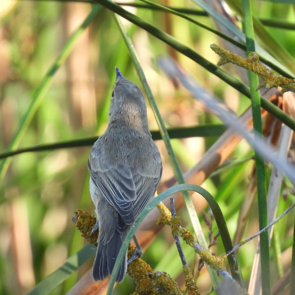 Eastern Olivaceous Warbler - ML646404910