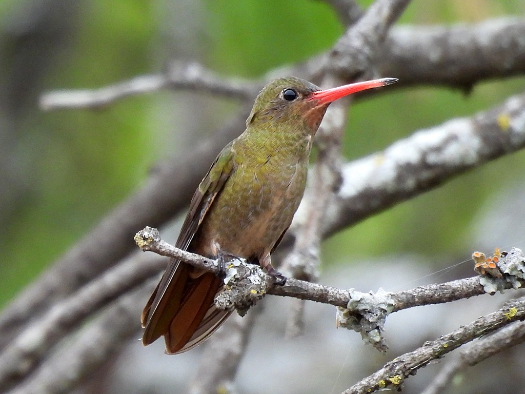 コガネオサファイアハチドリ - ML646404914