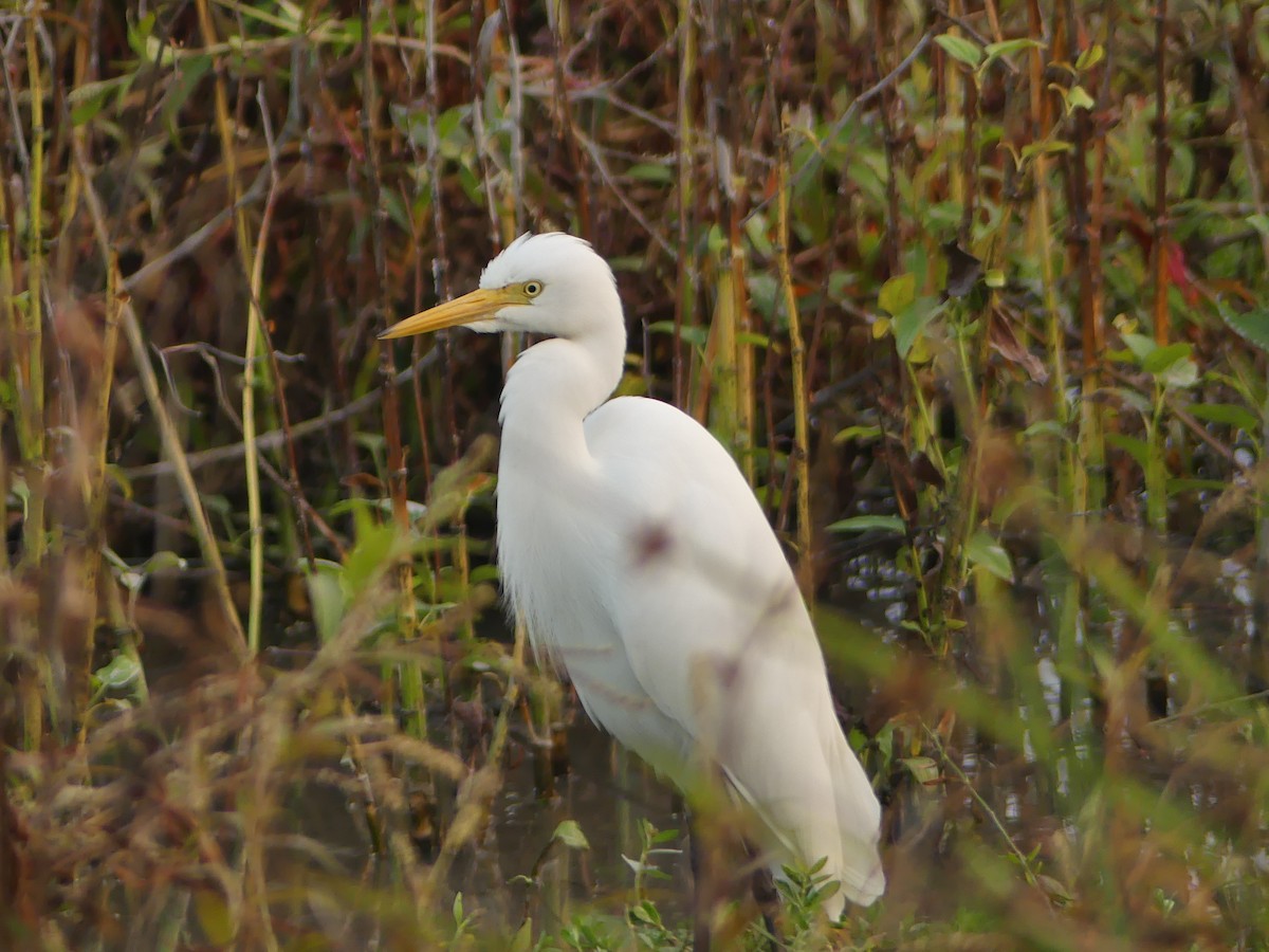 Medium Egret - ML646404915