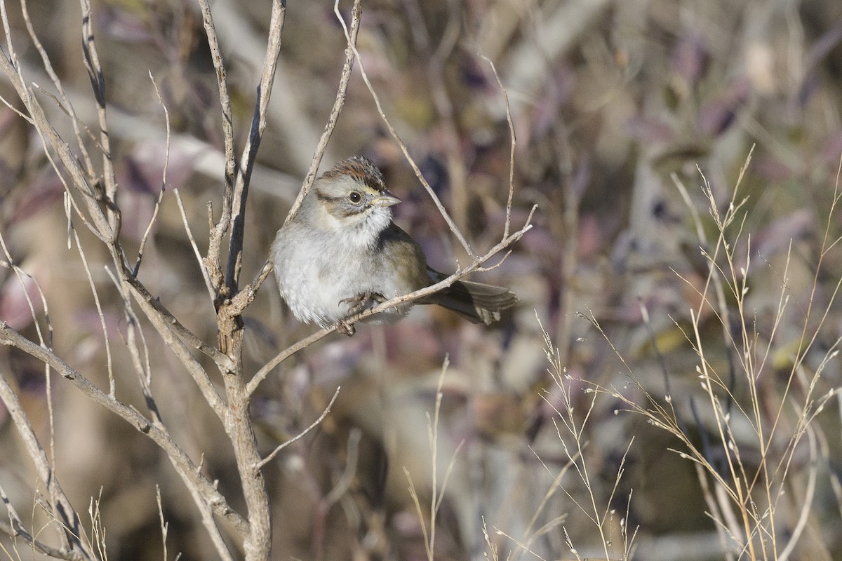 Swamp Sparrow - ML646404916